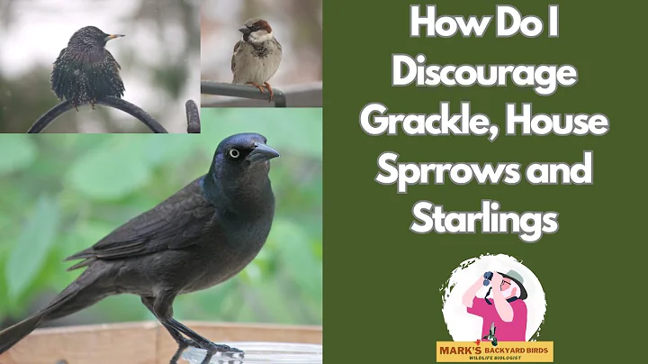 How To Discourage Grackle, Starlings and House Sparrows at Your Feeders #backyardbirds #birdfeeding
