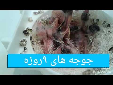 تصویری: نحوه تغذیه سنجاب پرنده در خانه