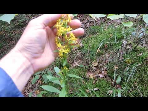 Video: Goldplatzierer Von Solidago. Wachsend