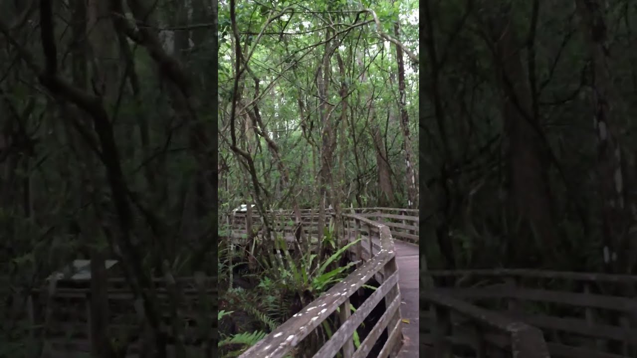 Florida Panther at Corkscrew Swamp