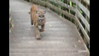 Florida Panther at Corkscrew Swamp