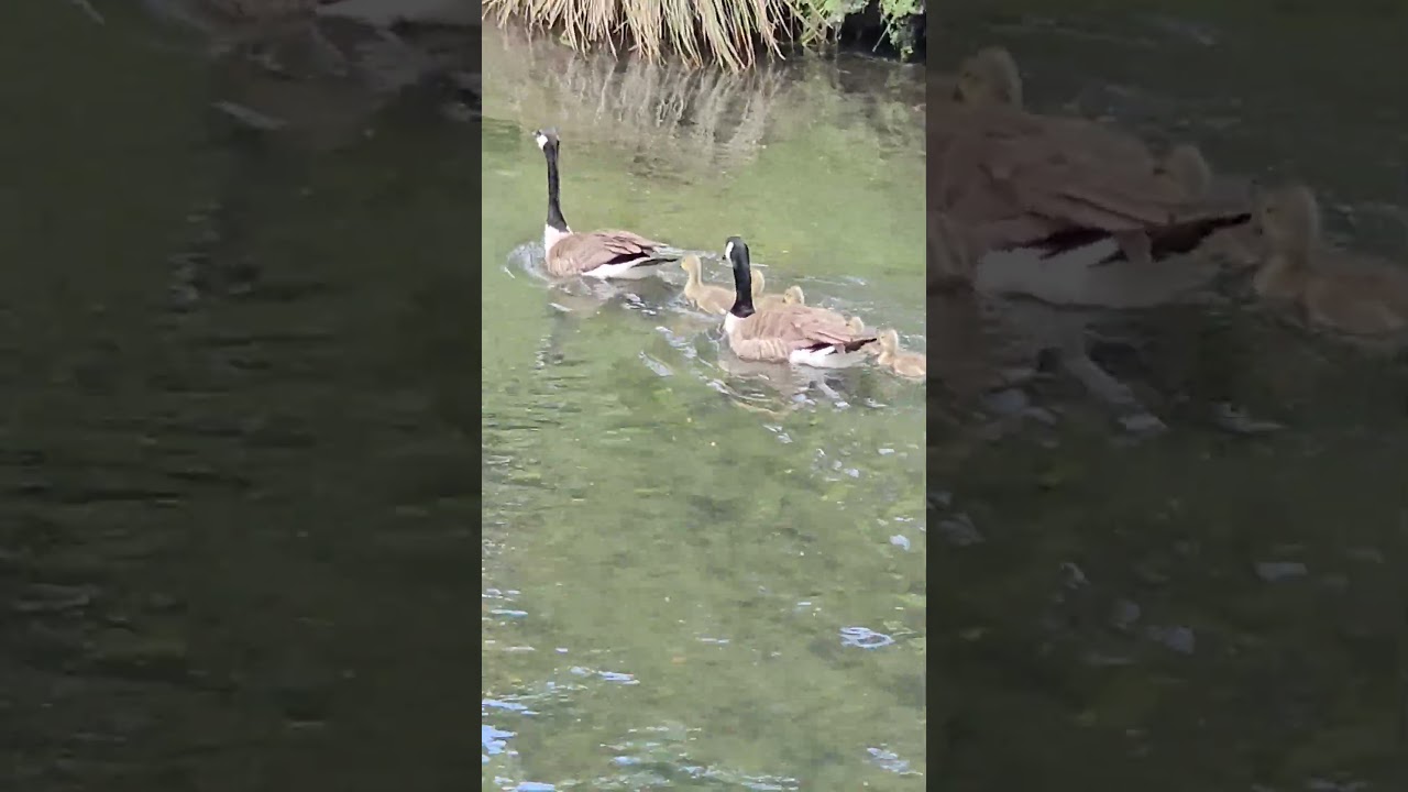 すくすく成長してます🥰#christchurch #New Zealand