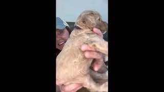 Wren’s puppies are 4 weeks old.