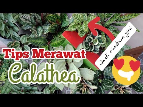 Video: Cara Menjaga Calathea