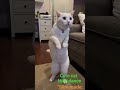 Wild Moments You Won’t Believe 🐾🔥Cute Animals Doing Funny Things 😂🐶Nature’s Most Amazing Creatures 🌍