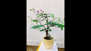 Những kiểu dáng bonsai đẹp loài hoa trinh nữ p7 #shorts  #bonsai #hoatrinhnu