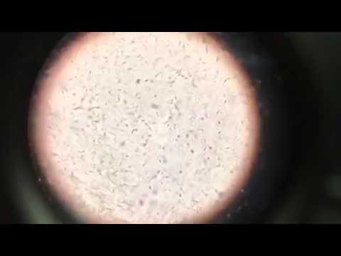 camera iphone 8 plus apk German Shepherd Puppies Pre Conception 