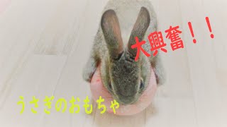 【うさぎのおもちゃ】生後４ヶ月の子うさぎに、やわらかボールを与えたら・・・初マウンティングしだした　Rabbit