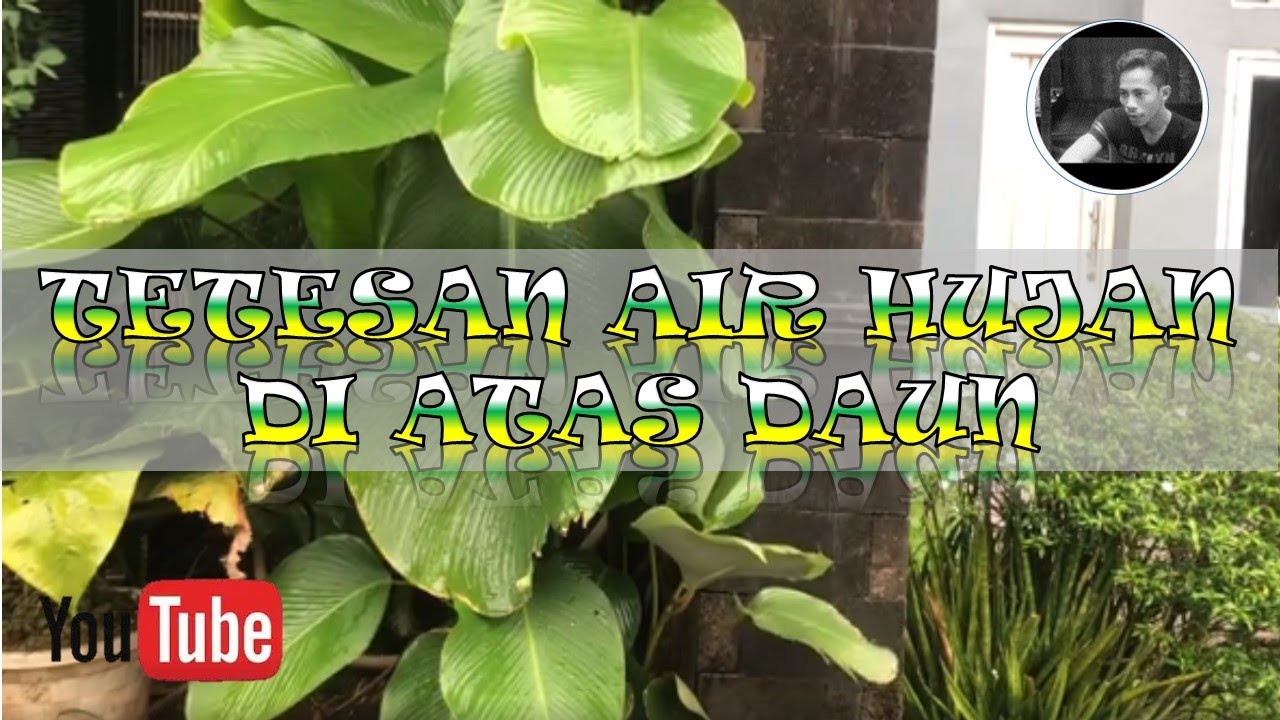 TETESAN AIR HUJAN DI ATAS DAUN