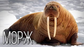 Walrus: Giant of the Northern seas | Interesting facts about walruses by Планета Земля 143,205 views 3 months ago 17 minutes