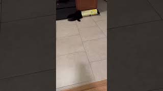 Black Kitten's Box Squeeze Adventure