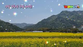 #월출산유채꽃 #영암상대포역사공원 #여행  #봄을담다 #자작곡 #트로트