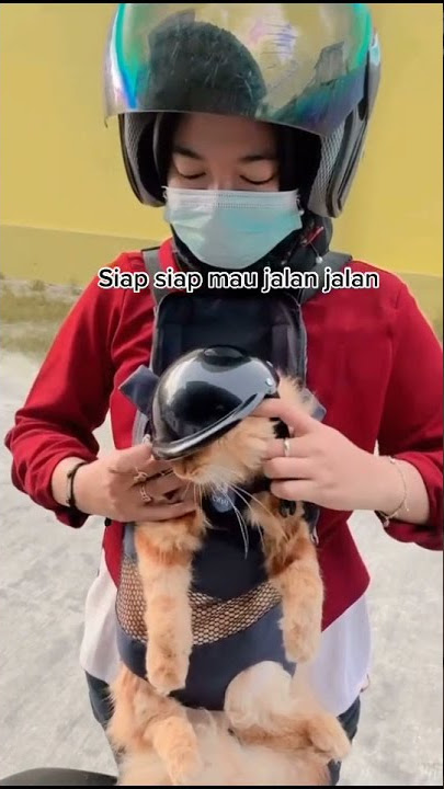 Kucing naik motor cekk