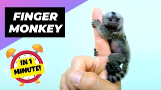 Finger Monkey  Pygmy Marmoset  The Smallest Primates In The World | 1 Minute Animals