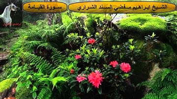 ابراهيم مفضي الشراري - سورة القيامة