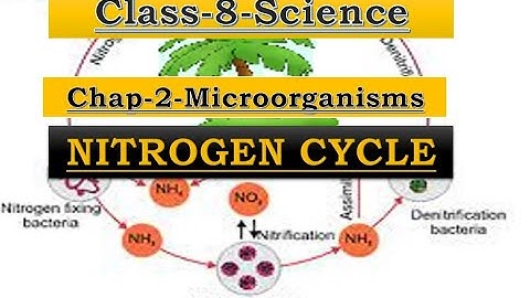 Nitrogen Cycle - CBSE Class 8 Science - Simplified (NCERT Science)
