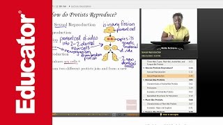 Life Science: Protists
