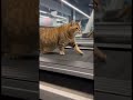 POV: Me at the gym after New Year's ⚡🐈 #cat #ai #gym