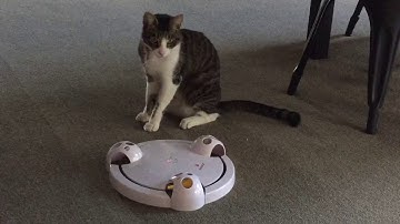 Frolicat Pounce interactive cat toy!!