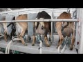 Machine Milking Dairy Goats