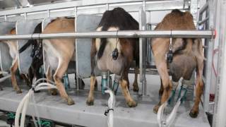 Machine Milking Dairy Goats