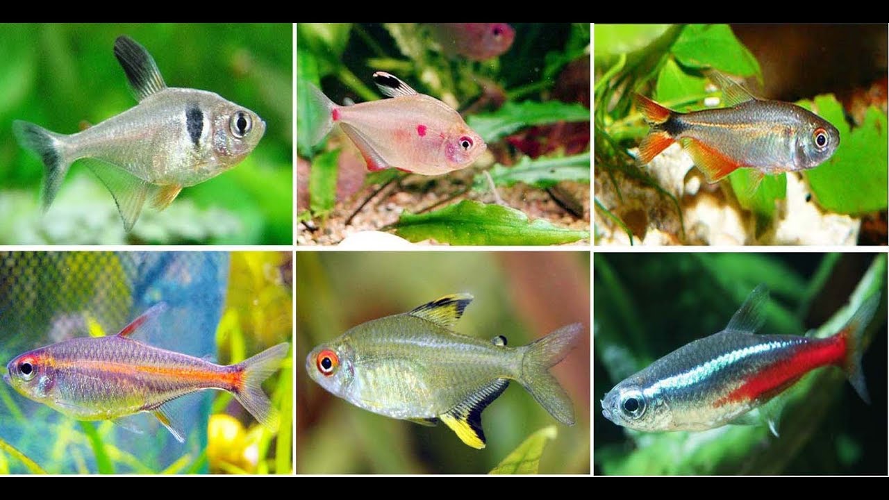 10 Most Popular Tetra Fish For Aquarium 