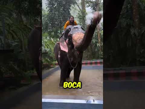 Assim que os elefantes BEBEM ÁGUA! 🐘💧