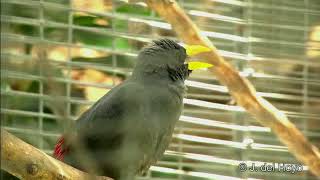 Download Full Variasi Suara Burung Jalak Rio Rio - Jalak Tunggir Merah Full Merdu Mp3 Download Full Variasi Suara Burung Jalak Rio Rio - Jalak Tunggir Merah Full Merdu Mp3