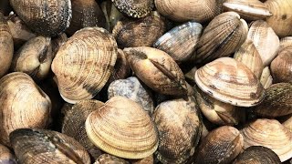 Coastal Foraging: Catch and Cook CLAM LINGUINE w/ Fishing Chef!