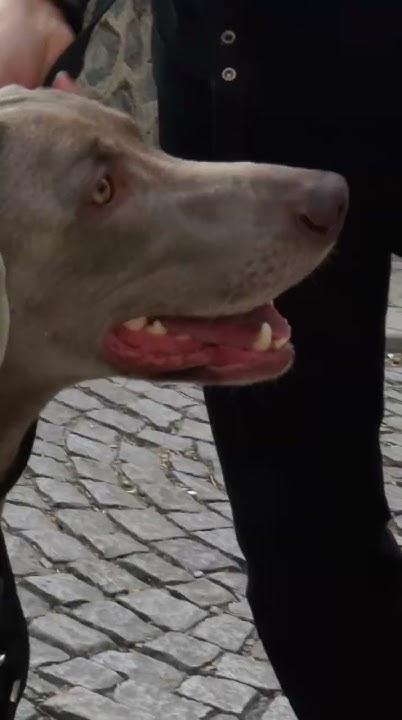 ОСКАР И ДЖОННИ ПОТЕРЯЛИСЬ ! - YouTube