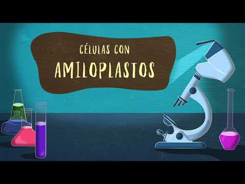 Video: ¿Para qué sirven los amiloplastos?