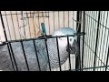 🔴 LIVE WITH AFRICAN GREY PARROT