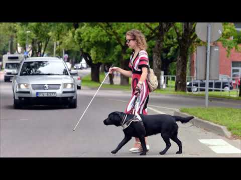 Video: Pēc Treniņa Atdziest Jūsu Suns