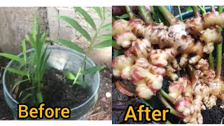 Paano Ako Nagtanim Ng Luya Sa Balde First Harvest Grow Together
