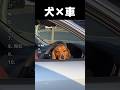車に乗ってるだけでバズった犬たち