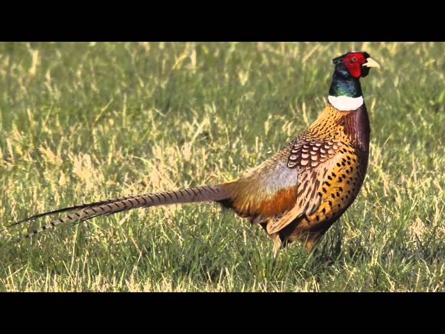 Un canard mandarin à Laval – Nature et environnement