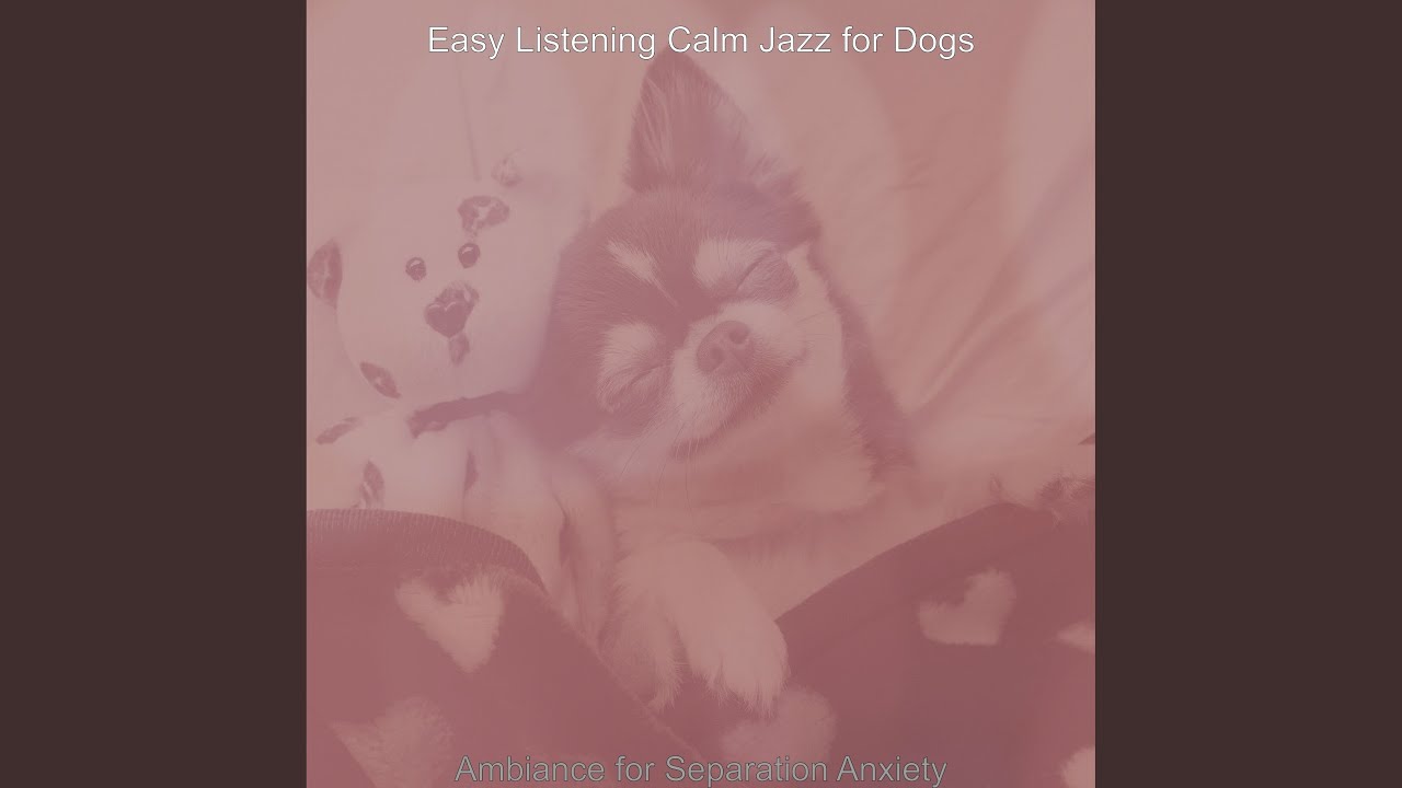 Bright Jazz Saxophone - Vibe for Calm Dogs