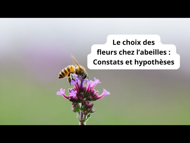 Peu connue, cette fleur joue pourtant un rôle clé en attirant les abeilles sauvages dès les premiers jours du printemps