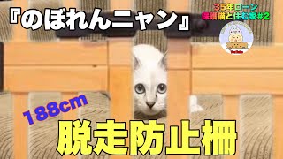 【脱走防止】保護猫と暮らす35年ローンの家『高さ約188cmの柵これは脱走できない』  #子猫  #cat