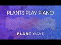 Plants play piano  blackeyed susan plant music with plantwave