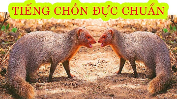Tiếng Chồn Đèn Đực Kêu | Âm Thanh Tiếng Chồn Đực Dùng Bẫy Chồn Thòng Lọng