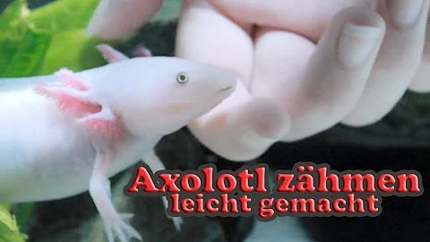 Kann ein Axolotl beißen?