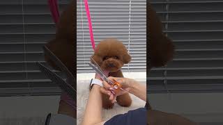 RARE BROWN BICHON FRISE'S face grooming #puppy #cute #bichonfrise #shortsyoutube