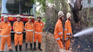 Huge Old Mango Tree Catches Fire At Wagale Camurlim North Goa.