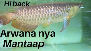 Penjual ikan arwana-toko ikan hias di kota Batam