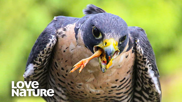 The Fastest Animal On Earth Hunts Its Prey