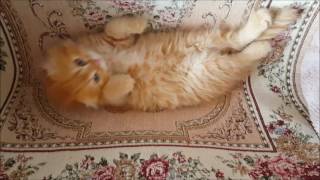 Red spotted tabby, highland fold: COSMO Art Lalelle 💞💞