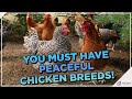 These breeds will give you flock harmony