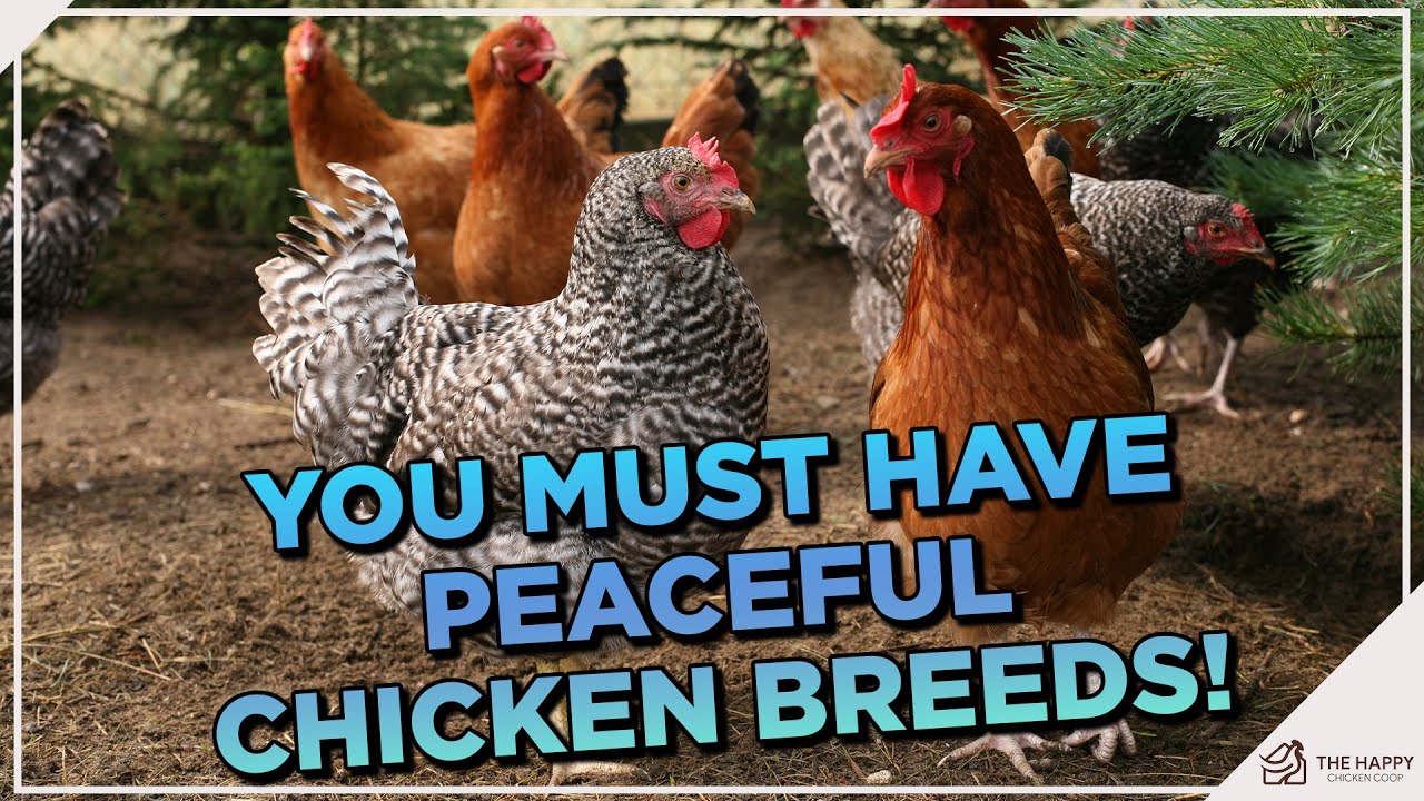 These Breeds Will Give You Flock Harmony! 