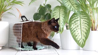 HOW TO CRATE TRAIN YOUR CAT  the STRESS FREE way